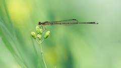 Mortonagrion aborense