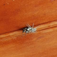 Menemerus semilimbatus