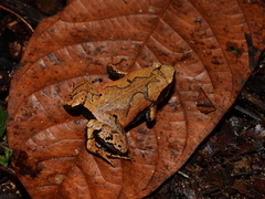 Hamptophryne boliviana