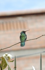 Colibri