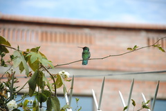 Colibri