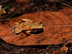Hamptophryne boliviana