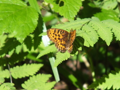 Boloria thore