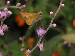 Hylephila phyleus phyleus
