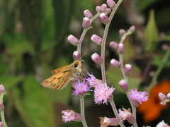 Hylephila phyleus phyleus