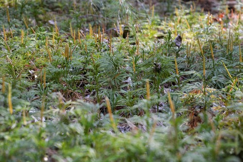 flat-branched tree-clubmoss