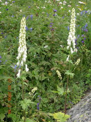 Aconitum orientale