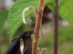 Heliconius erato chestertonii