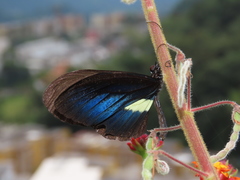 Heliconius erato chestertonii