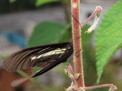 Heliconius erato chestertonii