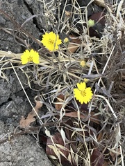 Hemizonia congesta lutescens