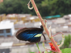 Heliconius erato chestertonii