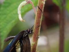Heliconius erato chestertonii