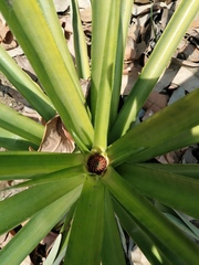 Ananas comosus