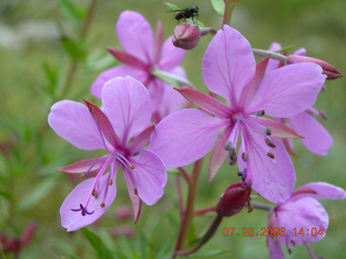 Chamaenerion colchicum