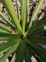 Ananas comosus