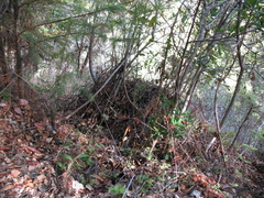 Neotoma fuscipes annectens