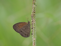 Yphthimoides celmis