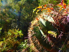 Ferocactus glaucescens