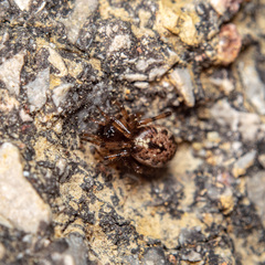 Enoplognatha mandibularis