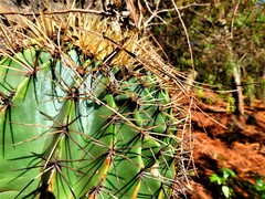 Ferocactus glaucescens
