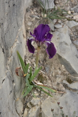 Iris lutescens lutescens