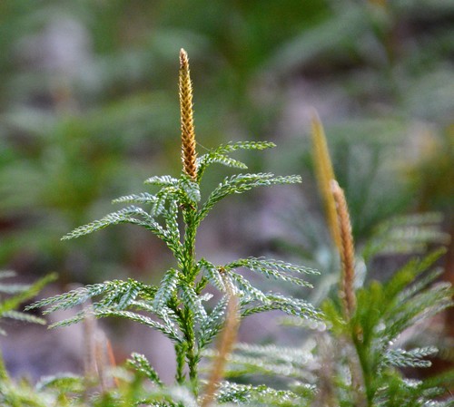 flat-branched tree-clubmoss