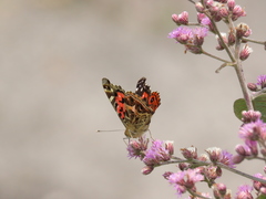 Vanessa braziliensis