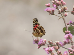 Vanessa braziliensis