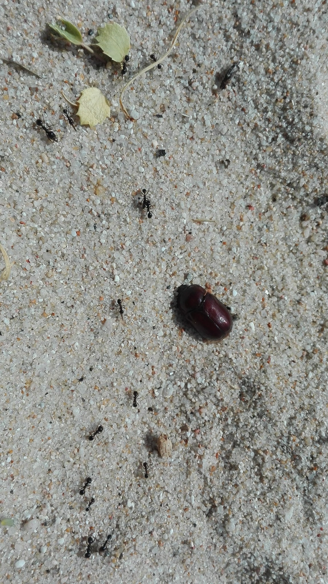 dead beetle with ants