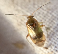 Pinalitus cervinus