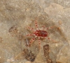 Erythracaridae