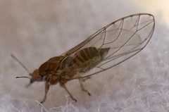 Triozidae