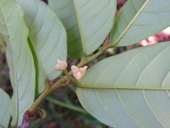 Annona pickelii