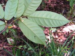 Annona pickelii