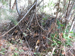 Neotoma fuscipes annectens