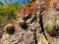Ferocactus glaucescens