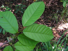 Annona pickelii