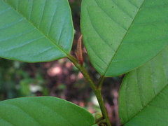 Annona pickelii