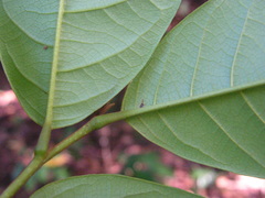 Annona pickelii