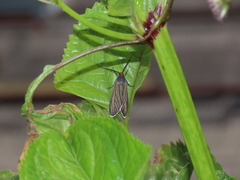 Ctenucha rubriceps