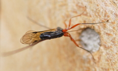 Ephialtes manifestator