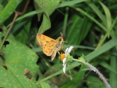Hylephila phyleus phyleus