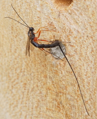 Ephialtes manifestator