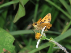 Hylephila phyleus phyleus