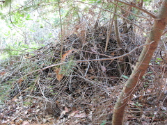 Neotoma fuscipes annectens