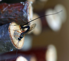 Ephialtes manifestator