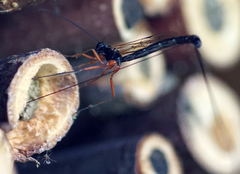 Ephialtes manifestator