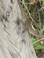 Anolis sagrei