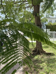 Delonix regia